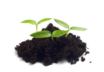 sprouts