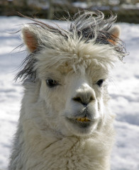 Alpaca