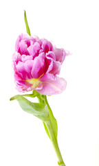 Tulip