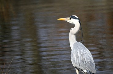 héron cendré sur l'eau