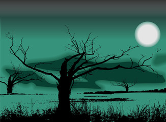 wetlands in the moonlight