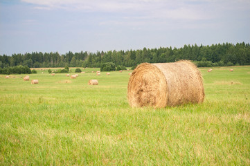 Hay on the field