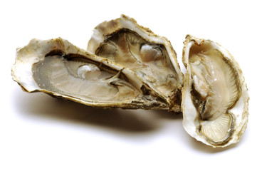 Ostrea edulis