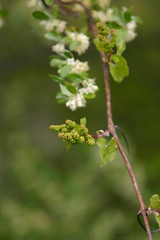 Baby Grapes III