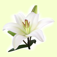 white lily on light background