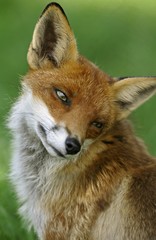Red Fox Portrait