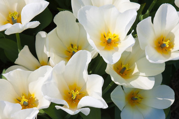 Beautiful white tulips with a yellow heart seen from above