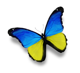 Ukainian flag butterfly, isolated on white