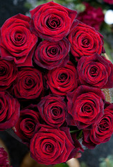 red roses