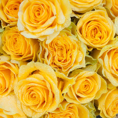 yellow roses