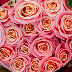 pink roses