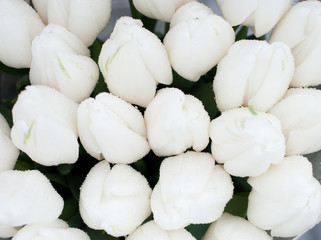 white Tulips