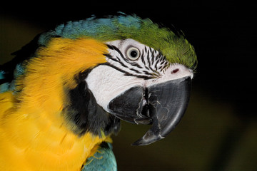 Mad bird