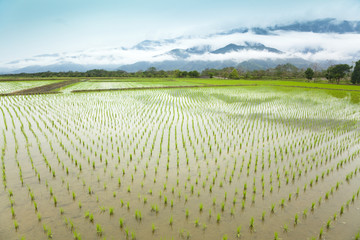 Green rice field in asia at spring time