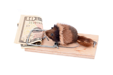 Mouse and money in tap, isolated on white background