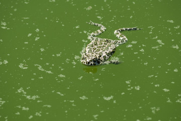 Swimming Frog