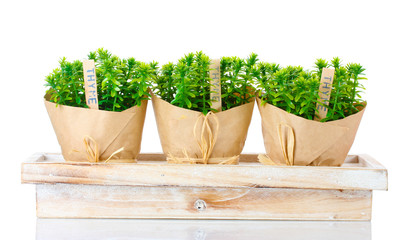 thyme herb plants in pots with beautiful paper decor