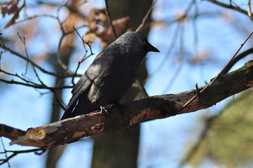 Corvus monedula