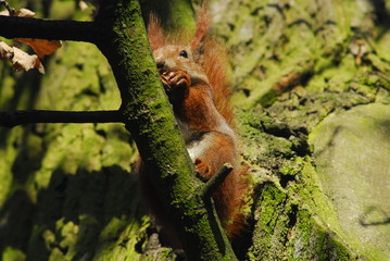 Squirrel - Sciurus vulgaris
