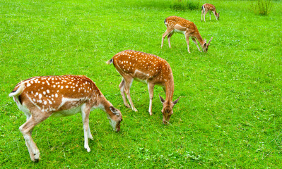 Deers