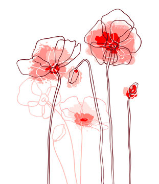 Red poppies on white background. Vector illustration