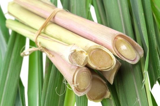 paquet de racines de citronnelle