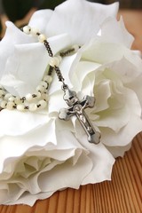 Rosenkranz im Morgenlicht mit heller Rose