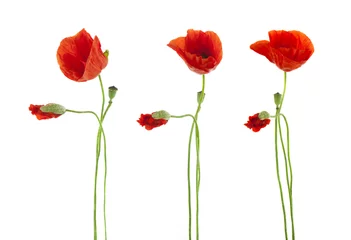 Glasschilderij Klaprozen Trio van rode klaprozen bloemen geïsoleerd op wit