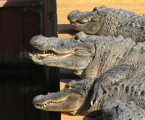 Florida, Alligator, crocodiles, wild life, wildlife, gator, Flor