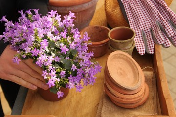 auf Pflanztisch werden Blumen umgetopft