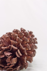 Pine Cone