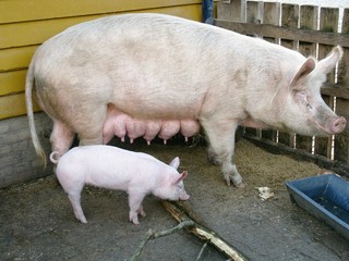 A pig with a piglet in a stable