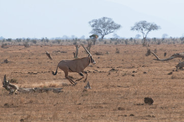 Oryx Antilope auf der Flucht