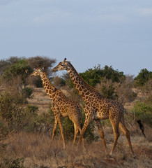 Giraffen