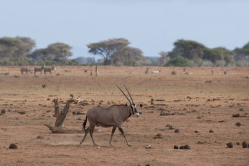 Fototapeta na wymiar Oryx Antilope