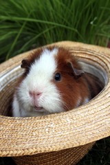 Meerschwein schaut aus Strohhut heraus