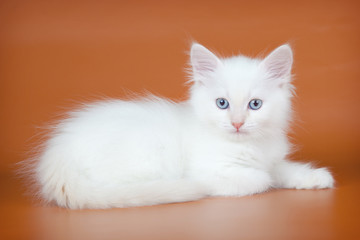 White kitten on orange background