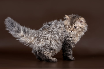 Selkirk rex on brown background