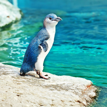 Blue penguin