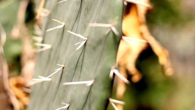 Nopal cactus
