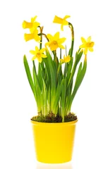 Keuken foto achterwand Narcis lente narcissen bloemen in pot op witte achtergrond