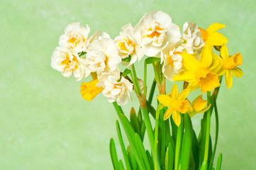 Obraz premium fresh spring narcissus flowers on green