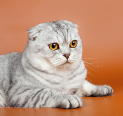Scottish fold head on orange background