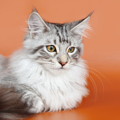 Maine coon head on orange background