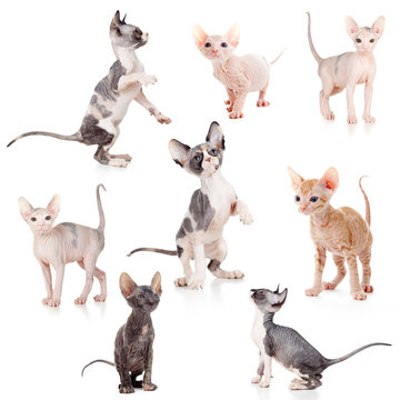 hairless Canadian and Don sphynx kittens set
