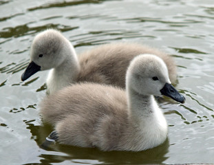 Cygnets