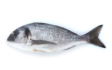 Fototapeta premium Fresh fish isolated on white