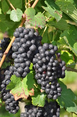 Weintrauben
