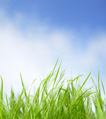 grass and sky