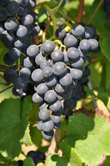 Weintrauben